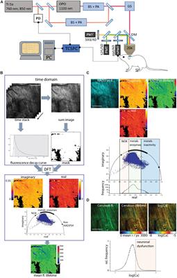 Teriflunomide Does Not Change Dynamics of Nadph Oxidase Activation and Neuronal Dysfunction During Neuroinflammation